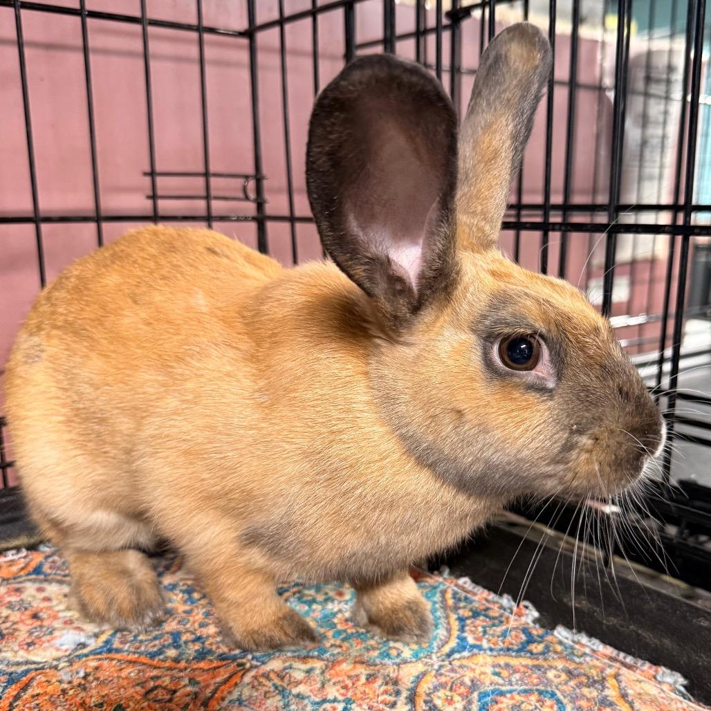 Juniper, a Adoptable mixed breed in Winston-Salem, NC image 2/2