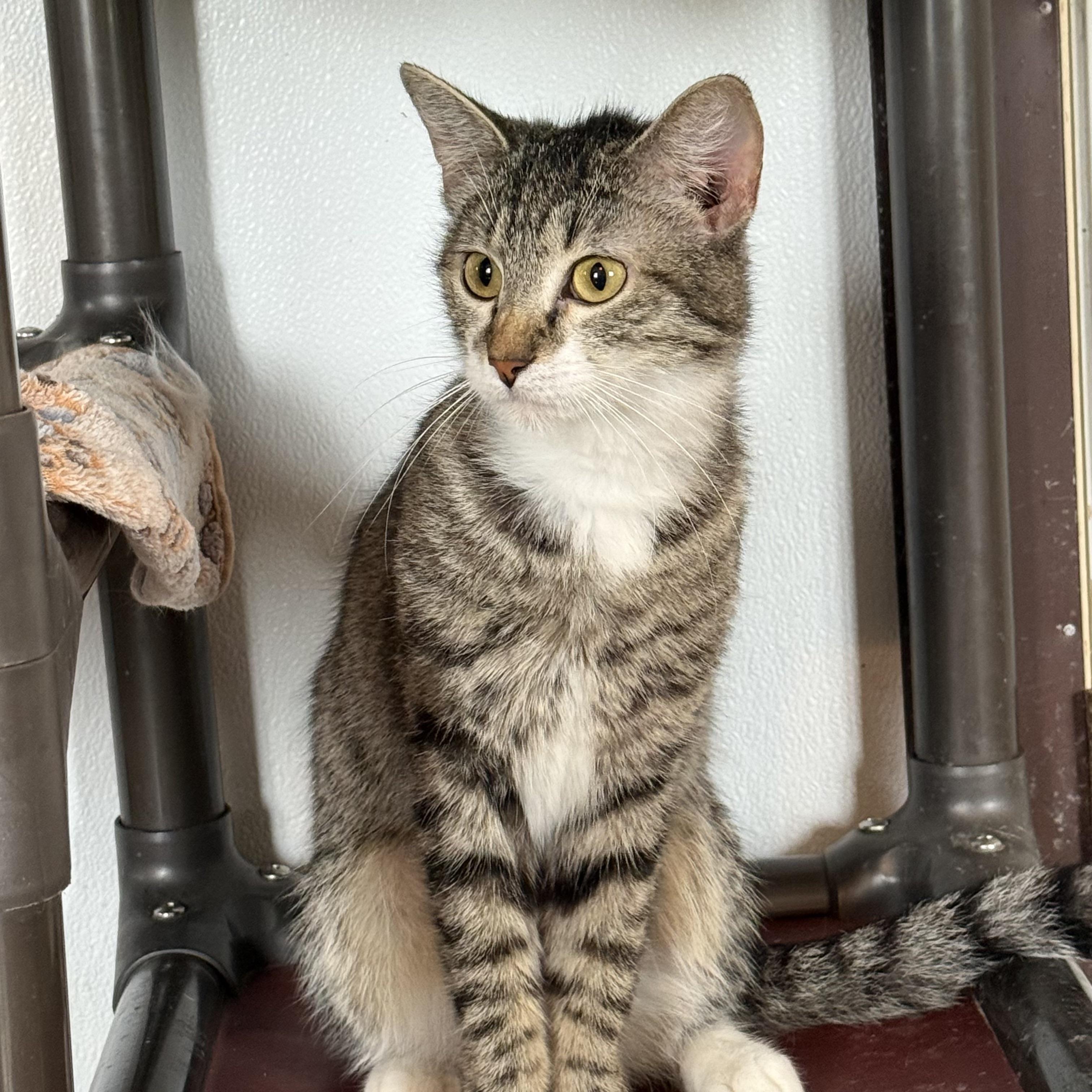 Juna, ADOPTABLE, Young Female Domestic Short Hair.