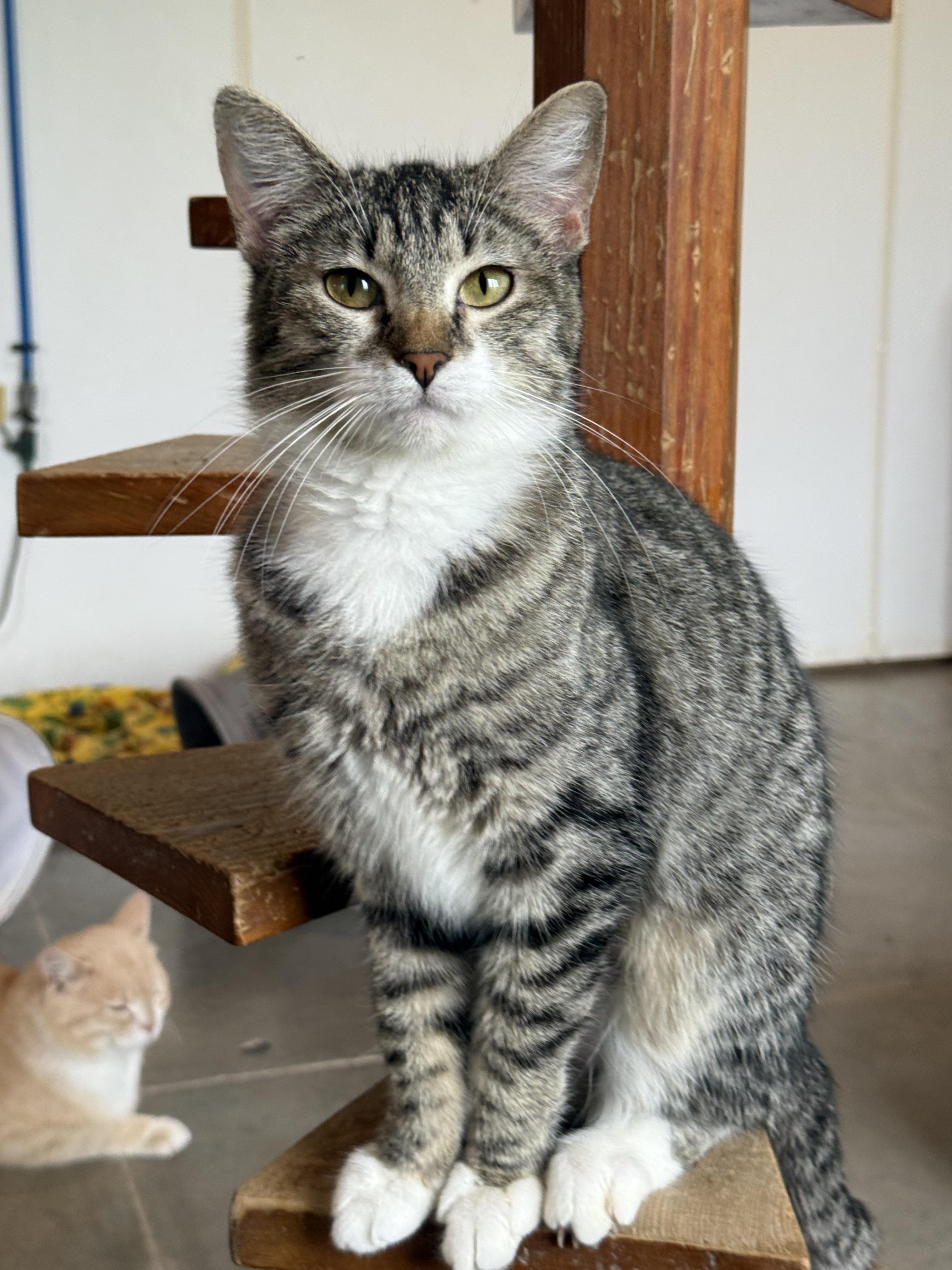 Enlarge Juna, a Adoptable Domestic Short Hair in Auburn, NE image 3/3