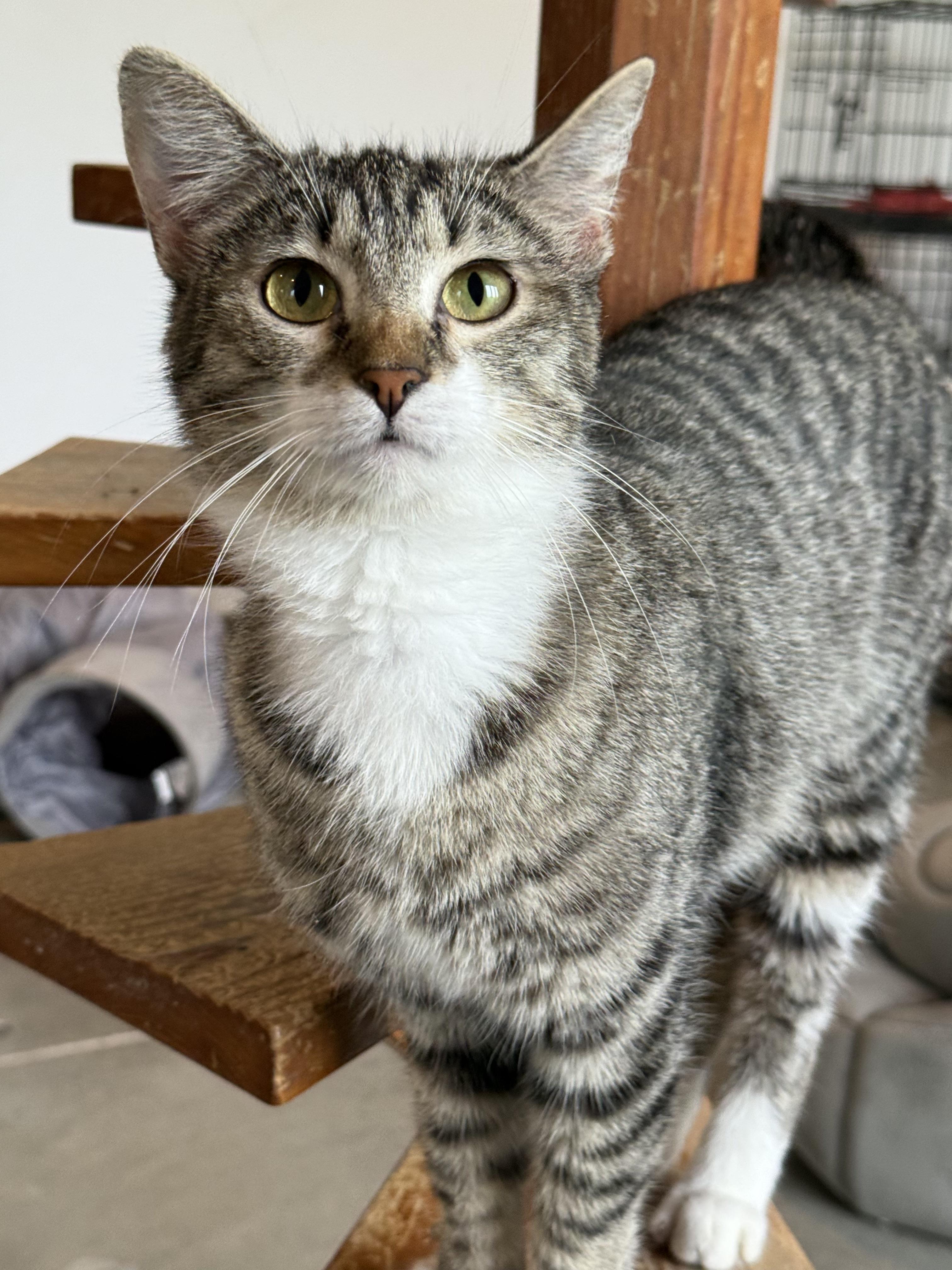 Enlarge Juna, a Adoptable Domestic Short Hair in Auburn, NE image 2/3