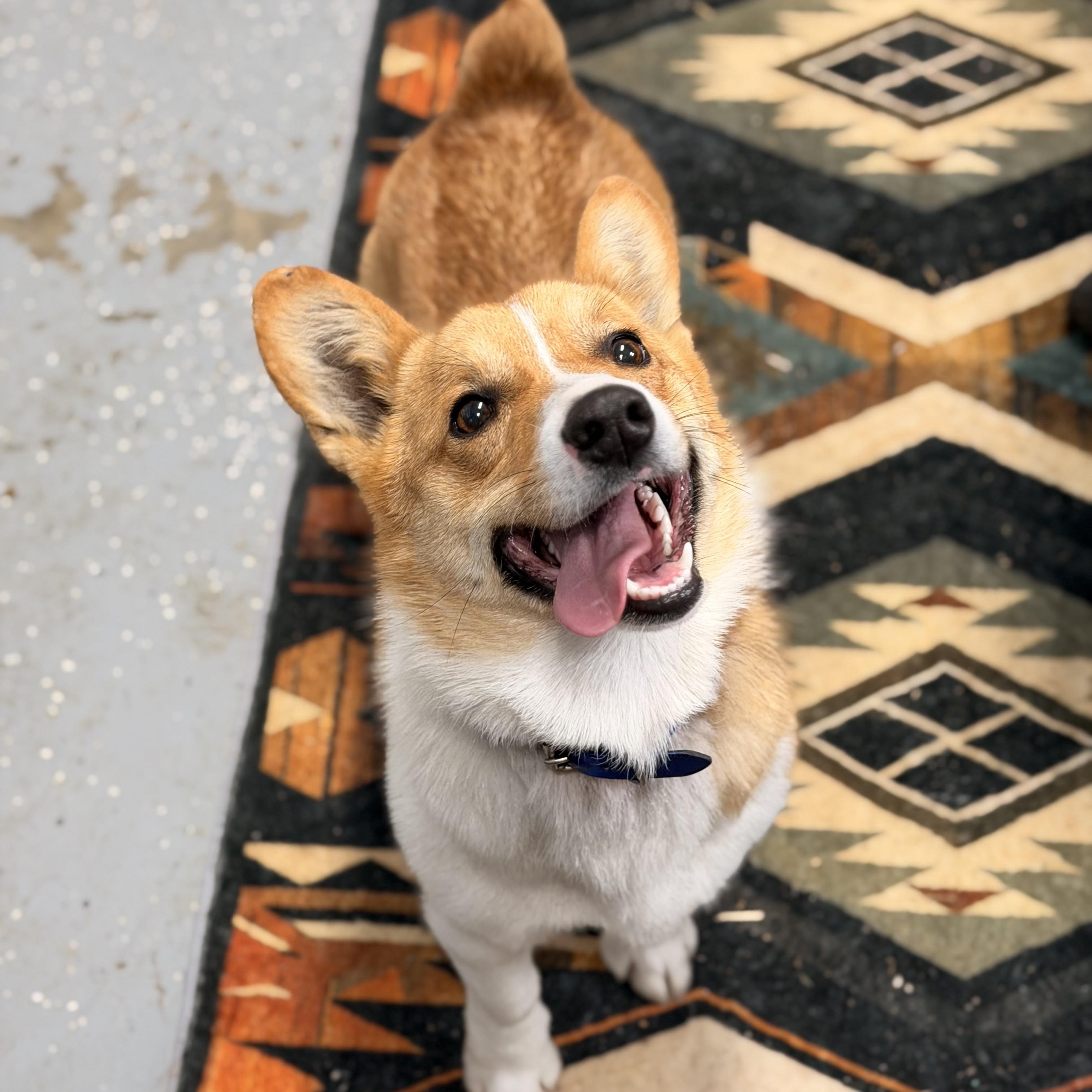 Enlarge Dusty, an adopted Pembroke Welsh Corgi in Lawrenceburg, KY image 1/1