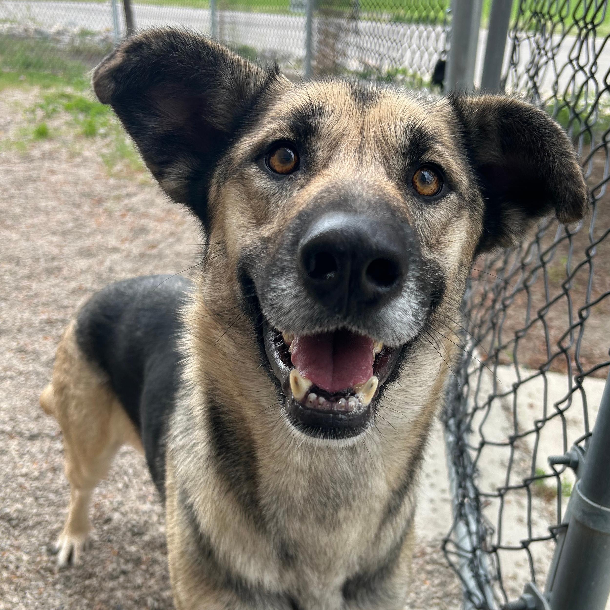Enlarge Sky, a ADOPTABLE mixed breed in Lindon, UT image 3/6