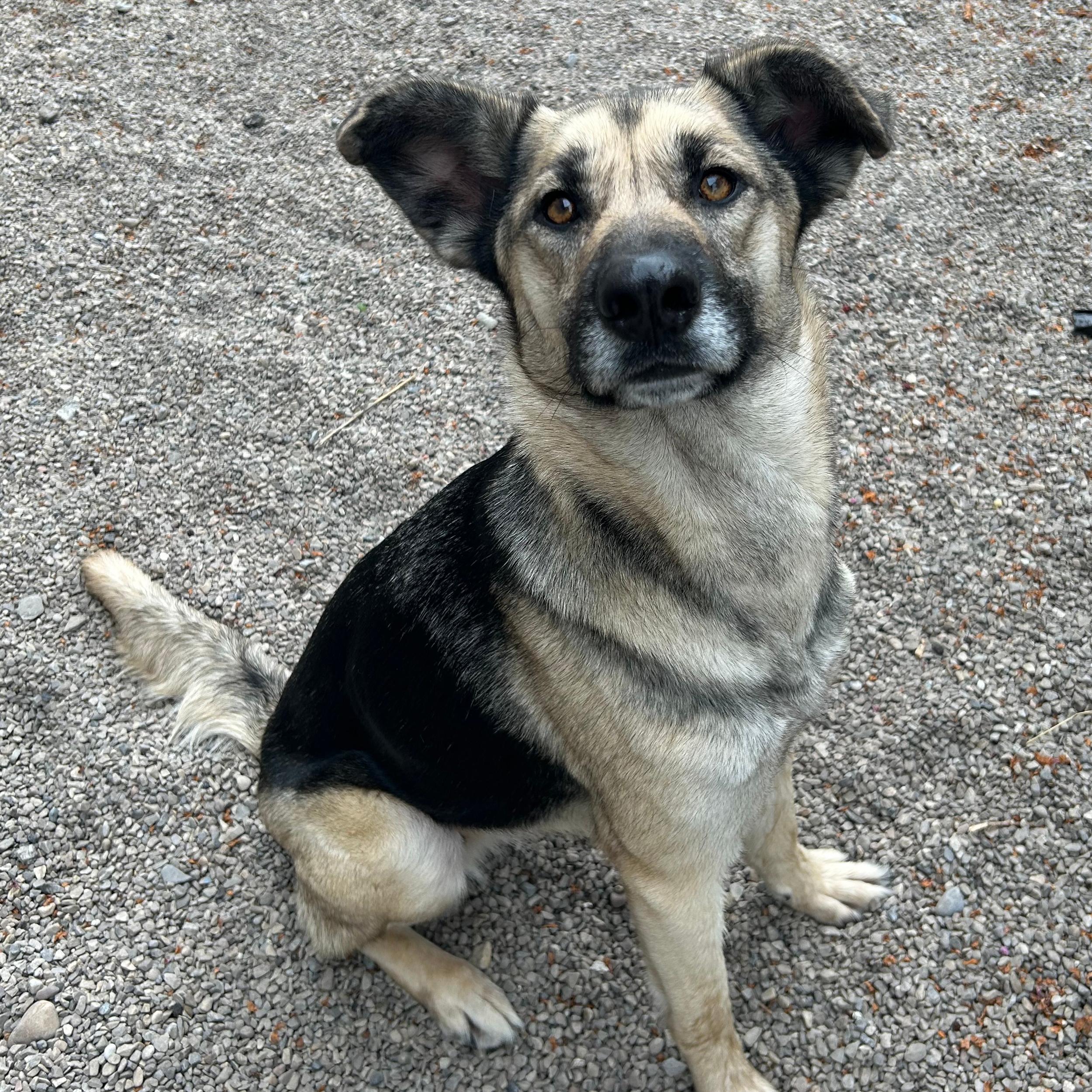 Enlarge Sky, a ADOPTABLE mixed breed in Lindon, UT image 5/6