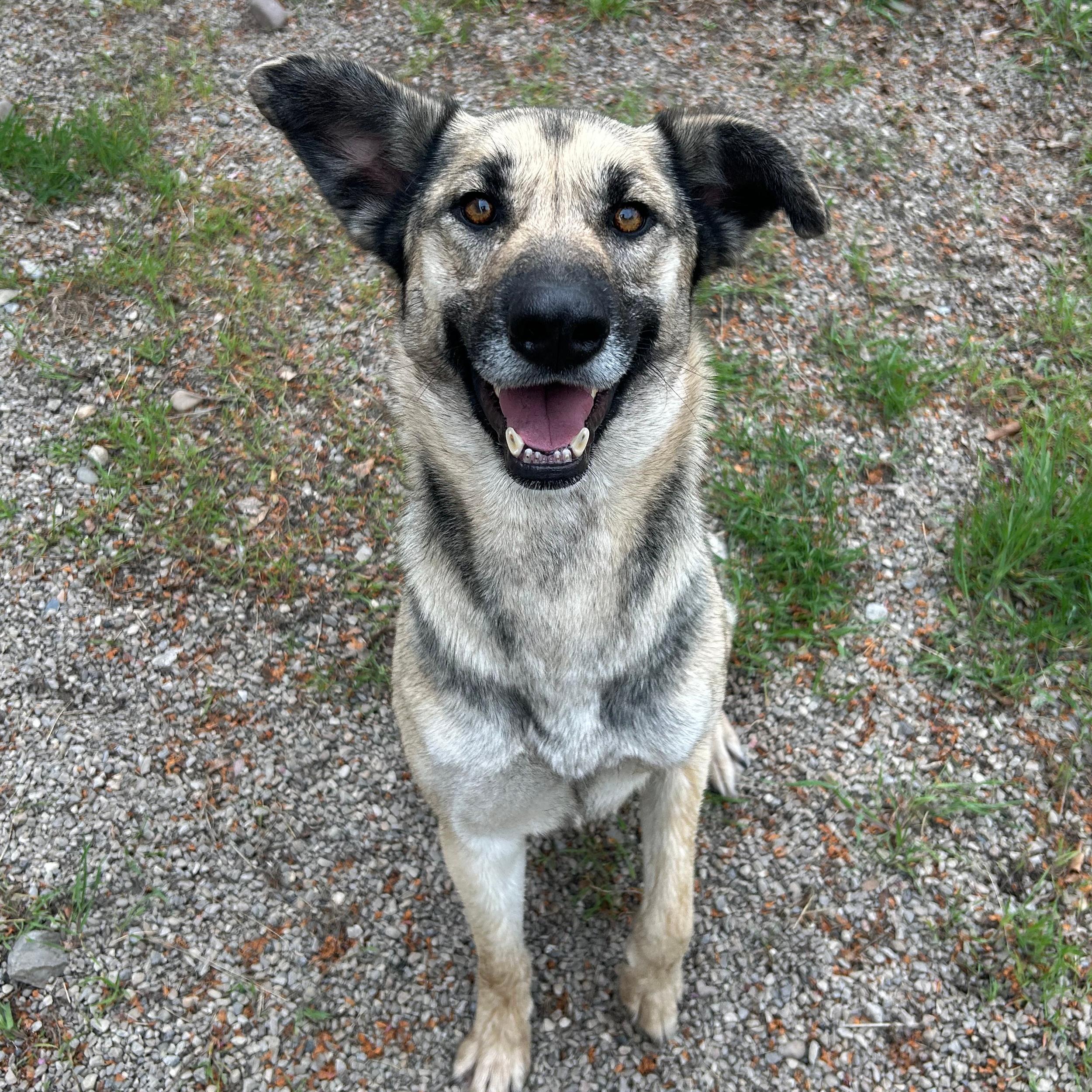 Enlarge Sky, a ADOPTABLE mixed breed in Lindon, UT image 2/6