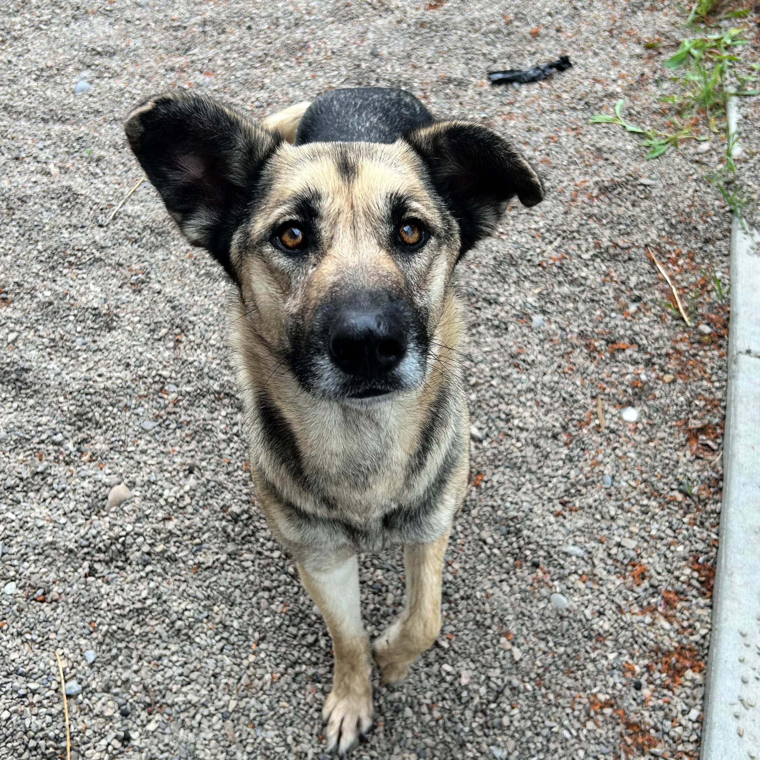 Enlarge Sky, a ADOPTABLE mixed breed in Lindon, UT image 6/6