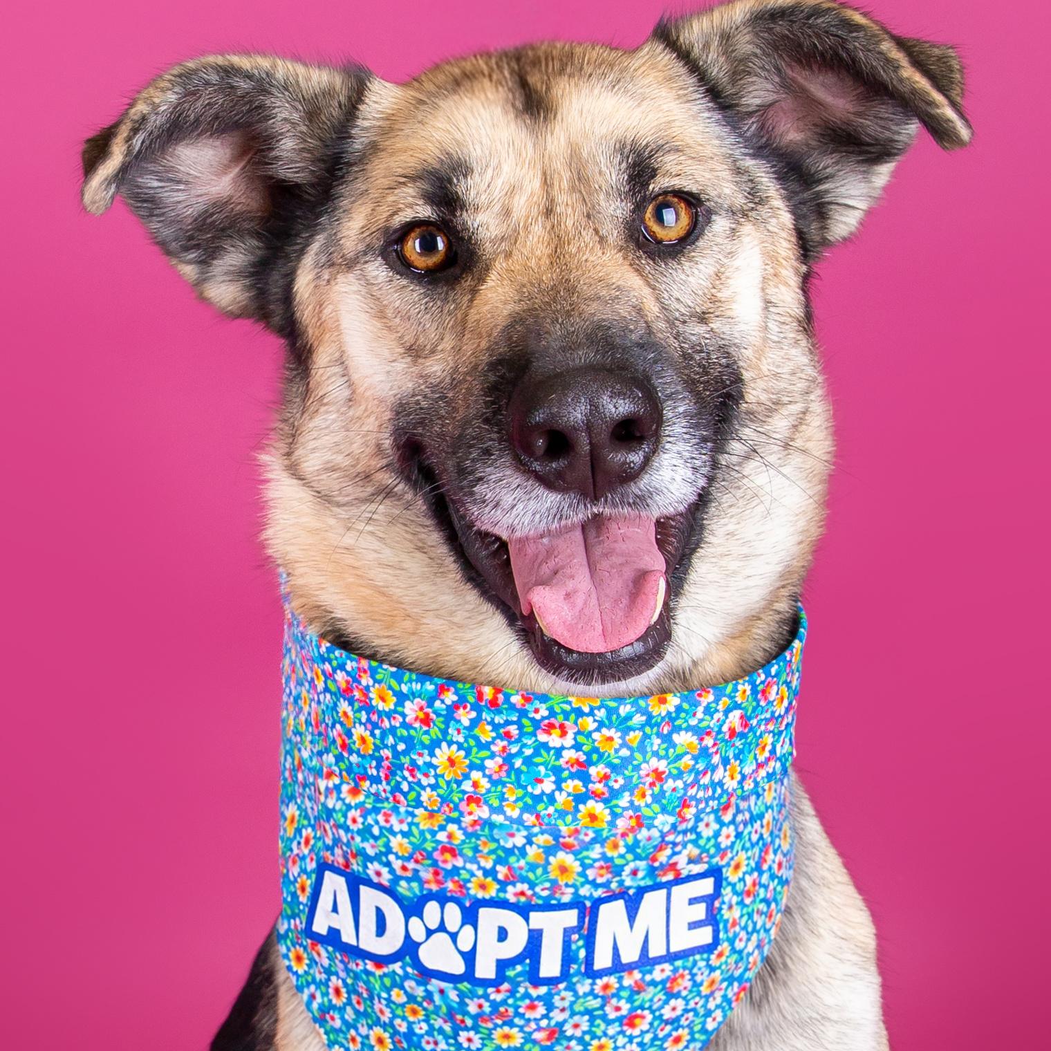 Sky, ADOPTABLE, Adult Female German Shepherd Dog.