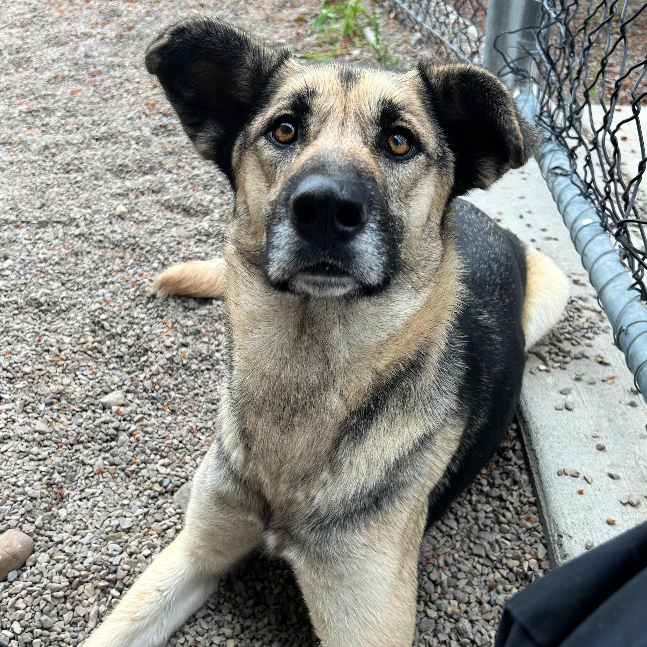 Enlarge Sky, a ADOPTABLE mixed breed in Lindon, UT image 4/6