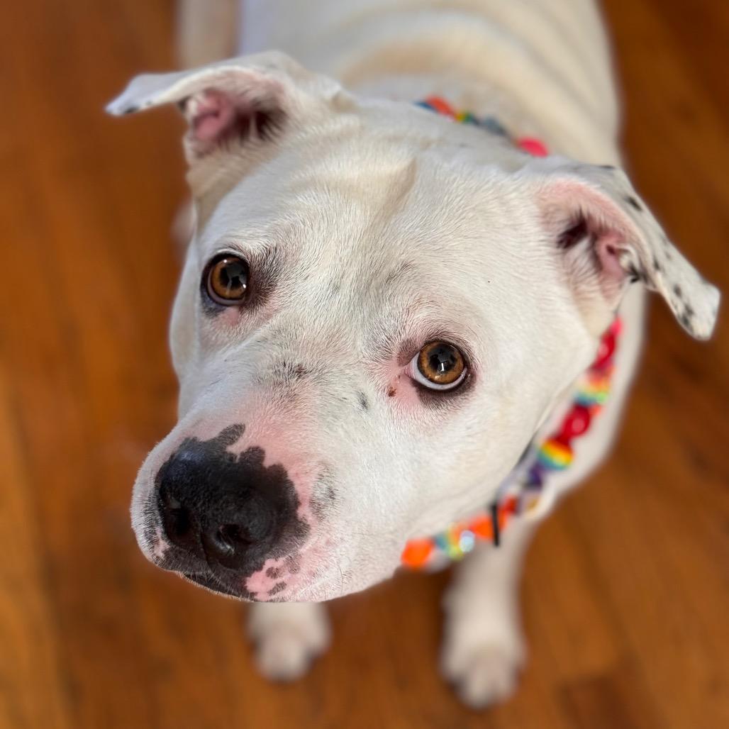 Teeny ~ WAIVED ADOPTION FEE!, a Adoptable Pit Bull Terrier in Chicago, IL image 2/6