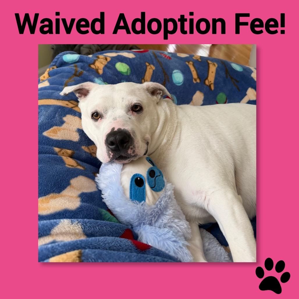 Teeny ~ WAIVED ADOPTION FEE!, a Adoptable Pit Bull Terrier in Chicago, IL image 1/6