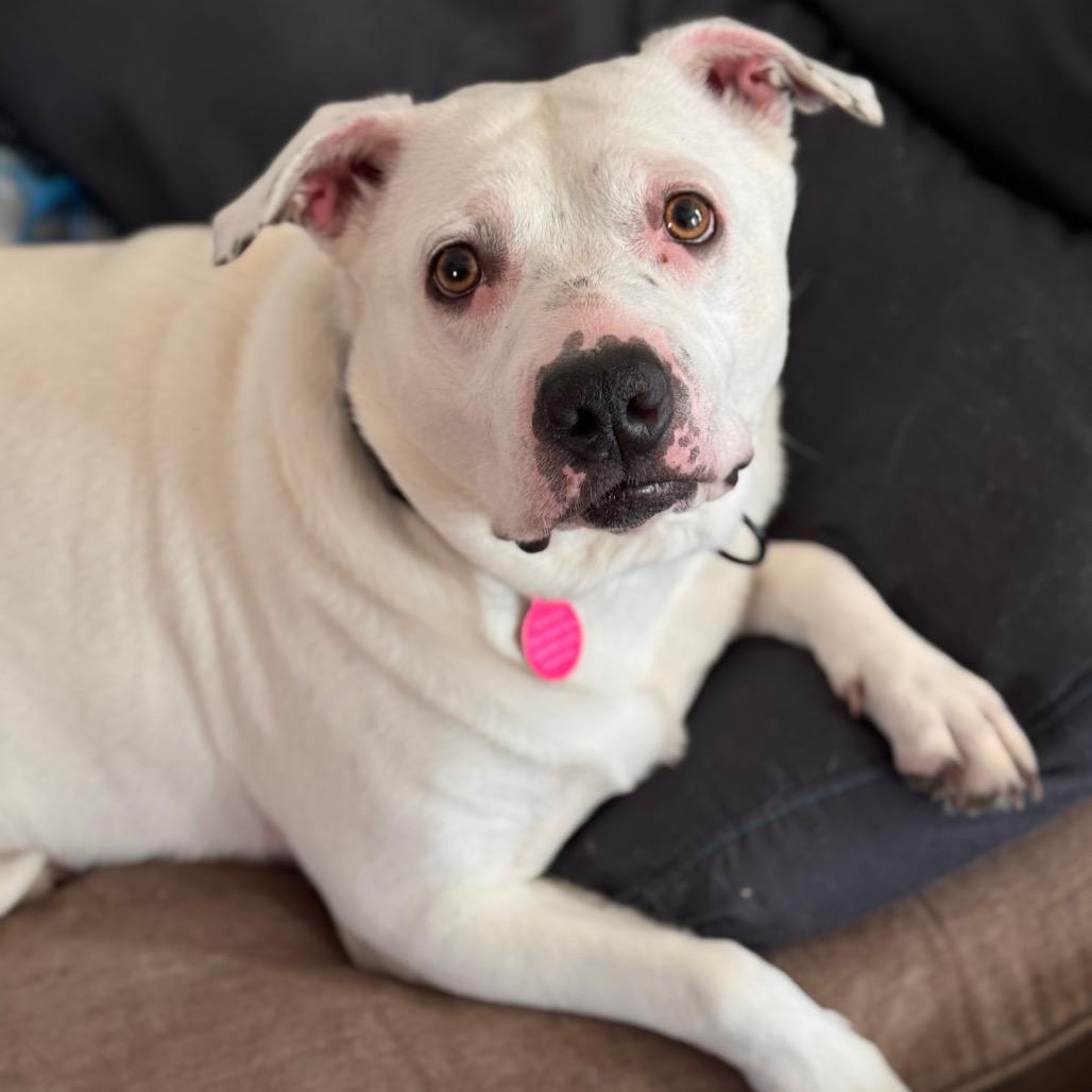 Teeny ~ WAIVED ADOPTION FEE!, a Adoptable Pit Bull Terrier in Chicago, IL image 4/6