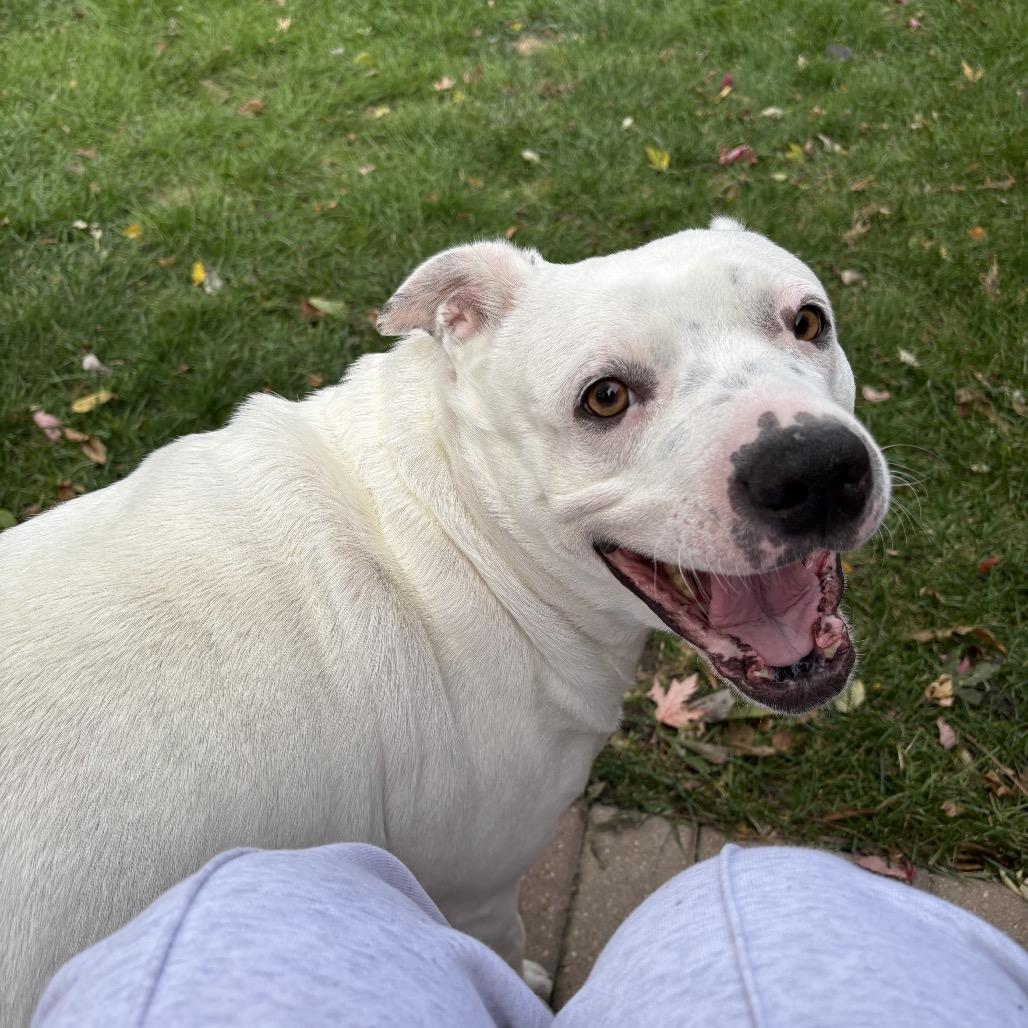 Teeny ~ WAIVED ADOPTION FEE!, a Adoptable Pit Bull Terrier in Chicago, IL image 5/6
