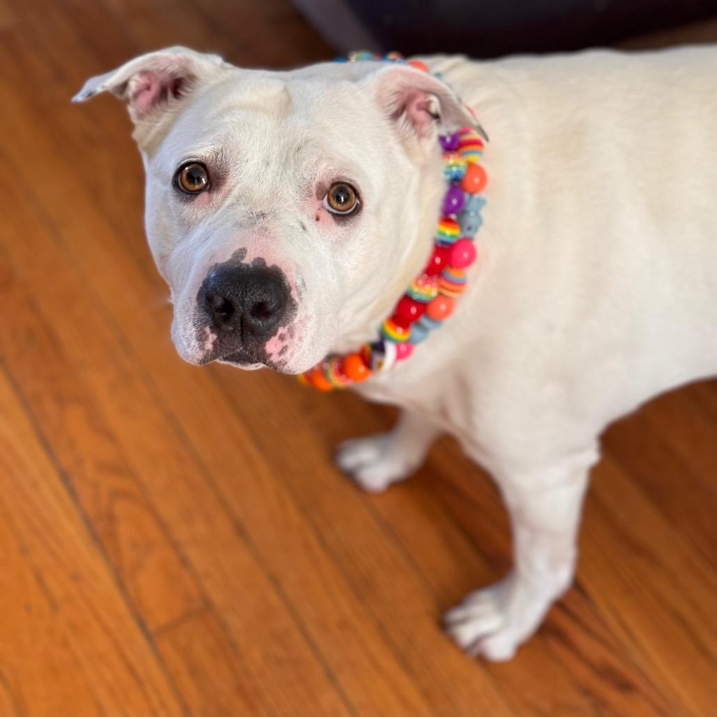 Teeny ~ WAIVED ADOPTION FEE!, a Adoptable Pit Bull Terrier in Chicago, IL image 6/6