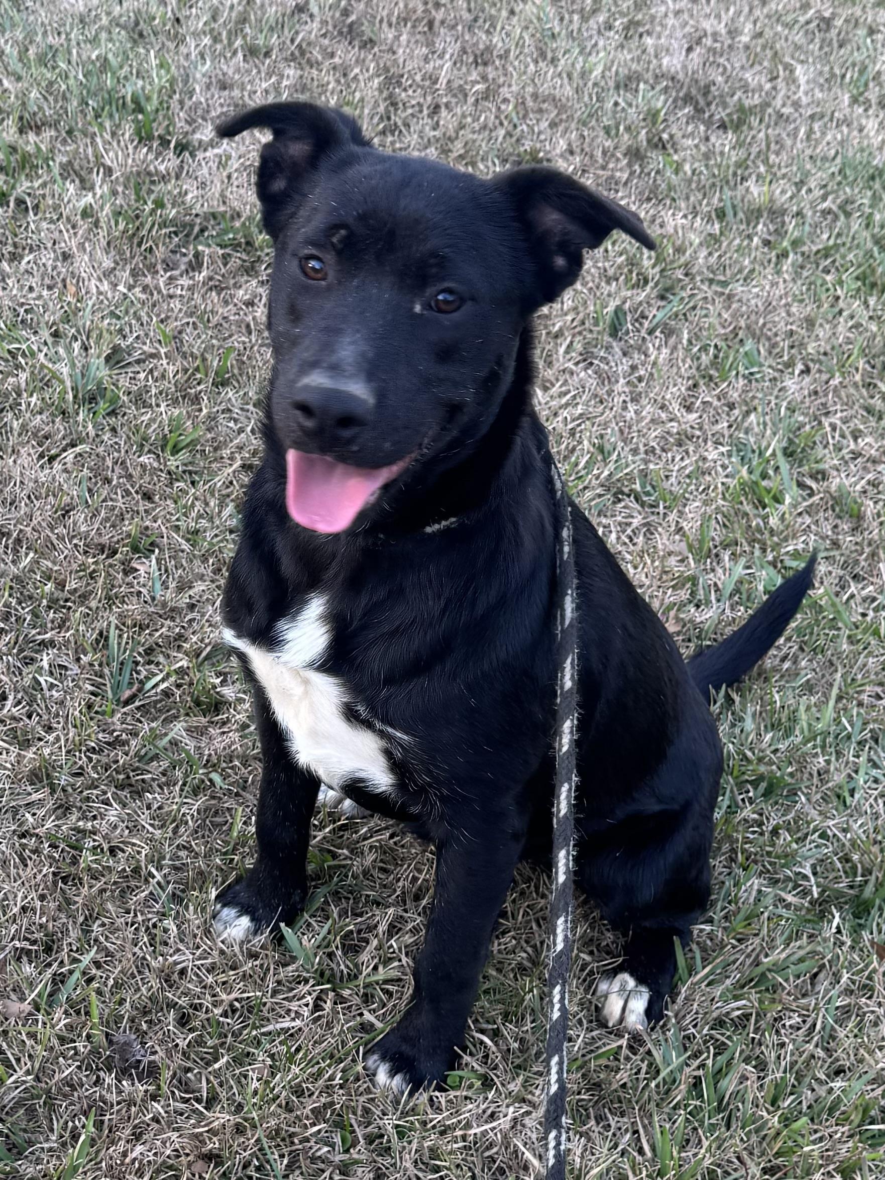 Millee, ADOPTABLE, Young Female Black Labrador Retriever & Catahoula Leopard Dog.