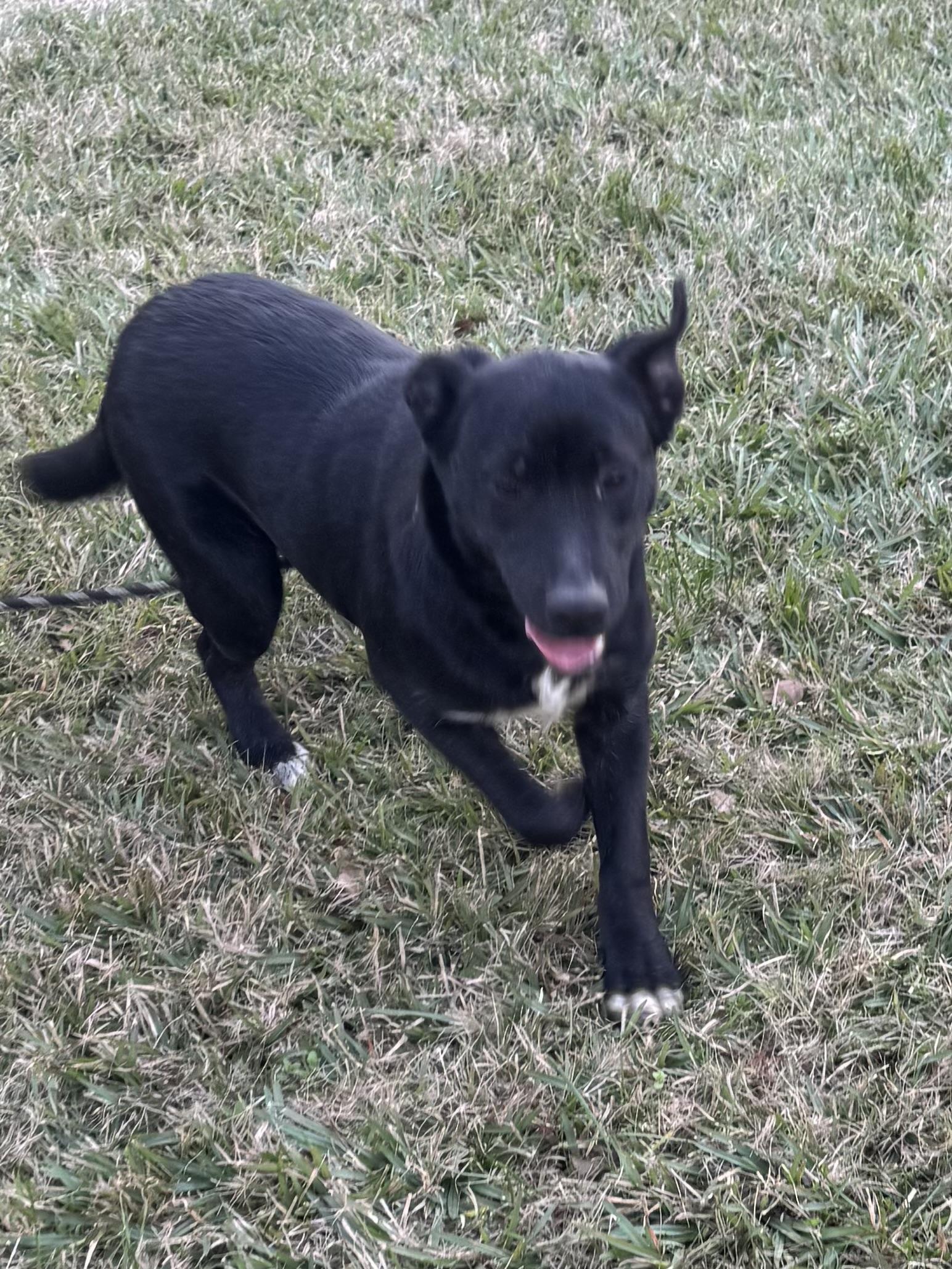 Enlarge Millee, a ADOPTABLE mixed breed in Warwick, RI image 4/6