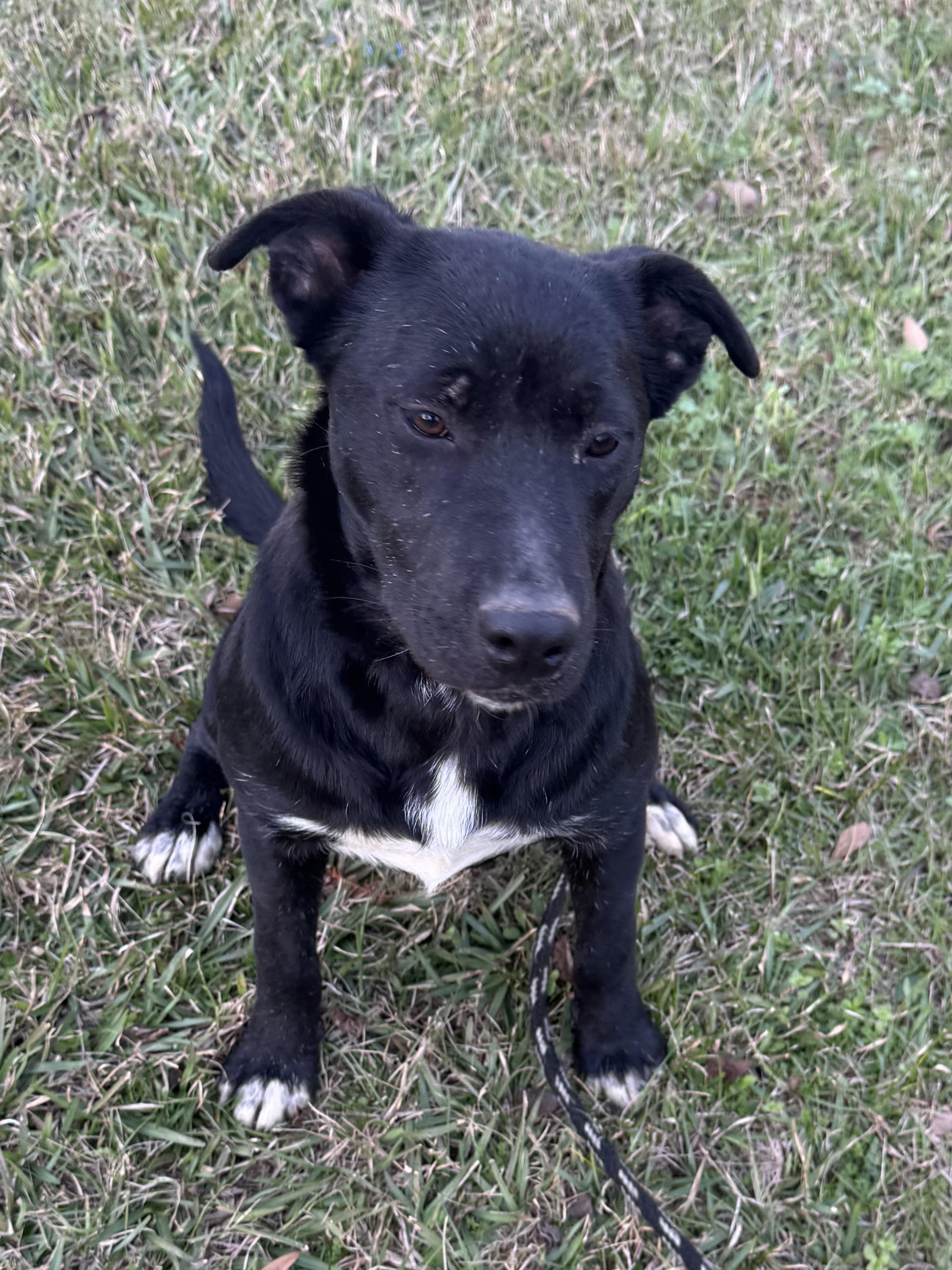 Enlarge Millee, a ADOPTABLE mixed breed in Warwick, RI image 3/6