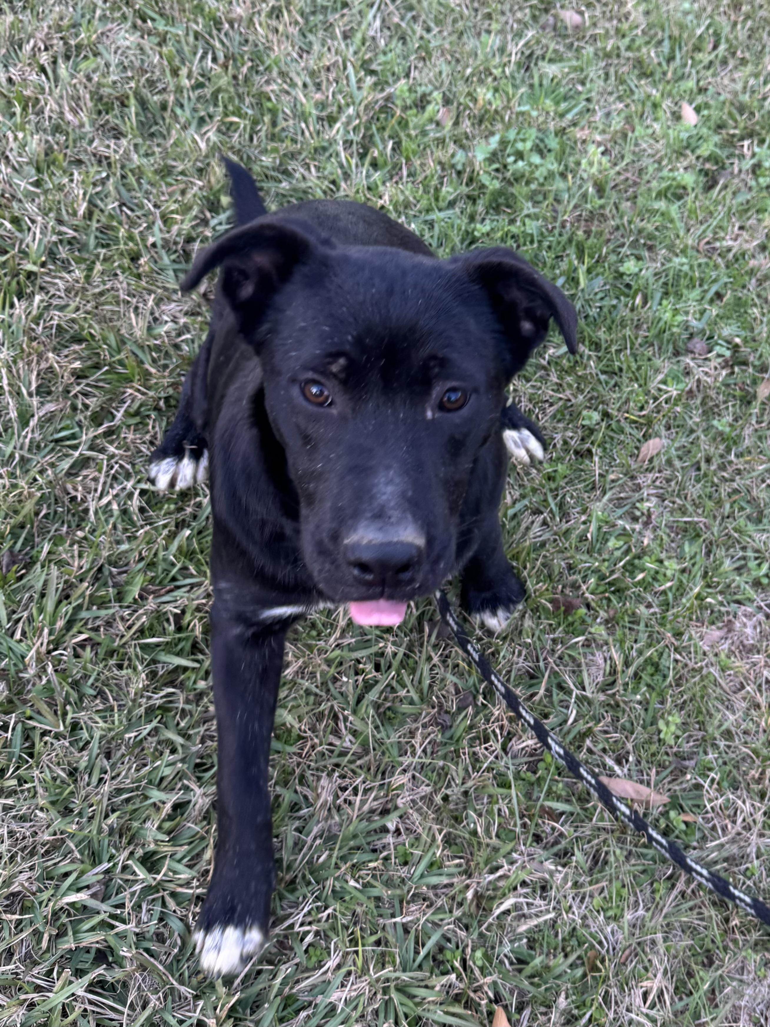 Enlarge Millee, a ADOPTABLE mixed breed in Warwick, RI image 2/6