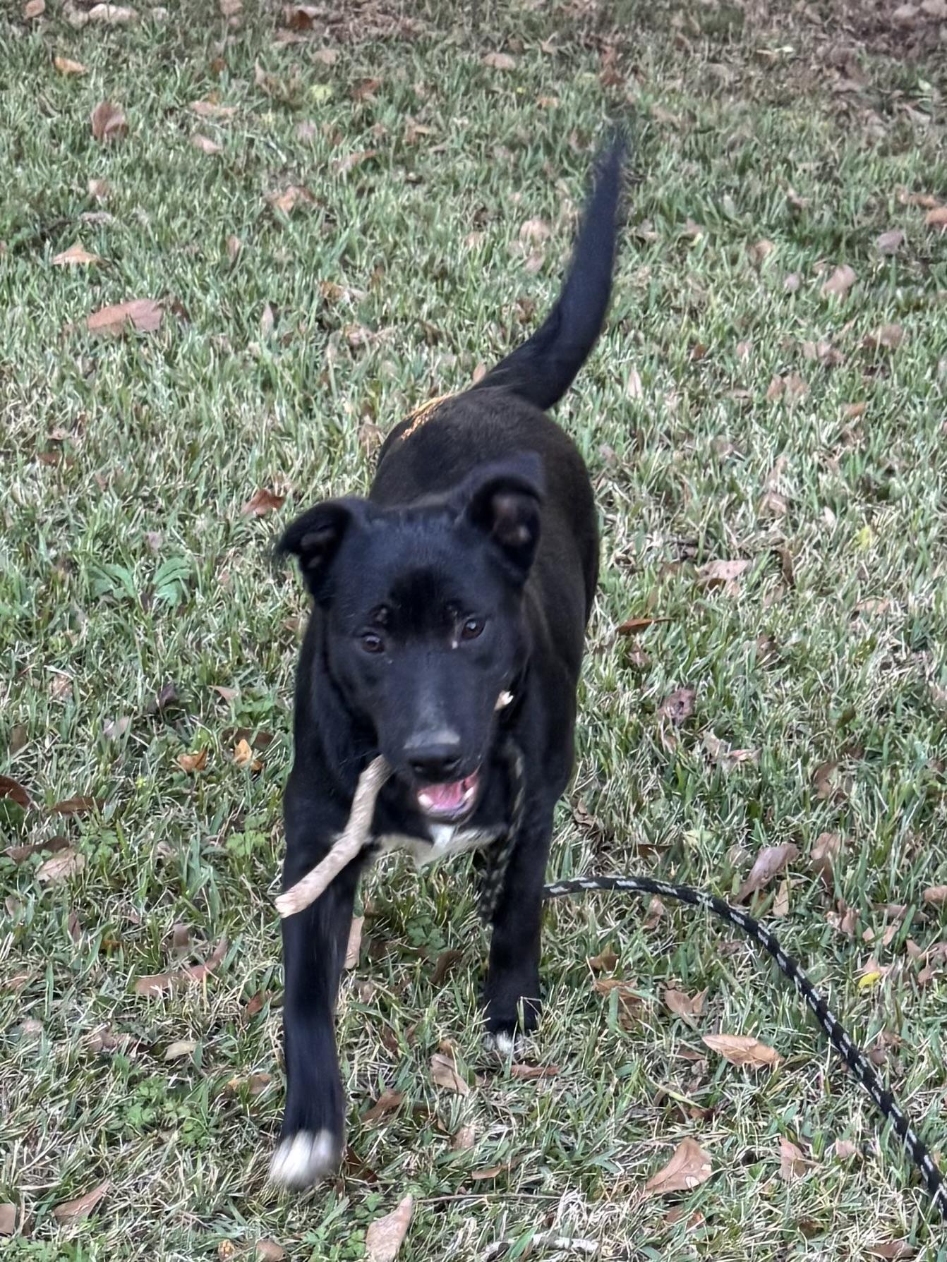 Enlarge Millee, a ADOPTABLE mixed breed in Warwick, RI image 5/6