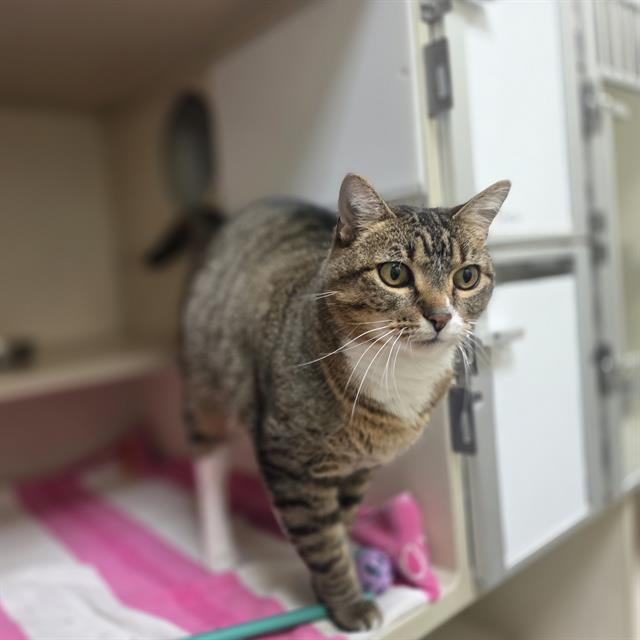 GRACIE, Adoptable, Adult Female Domestic Short Hair.