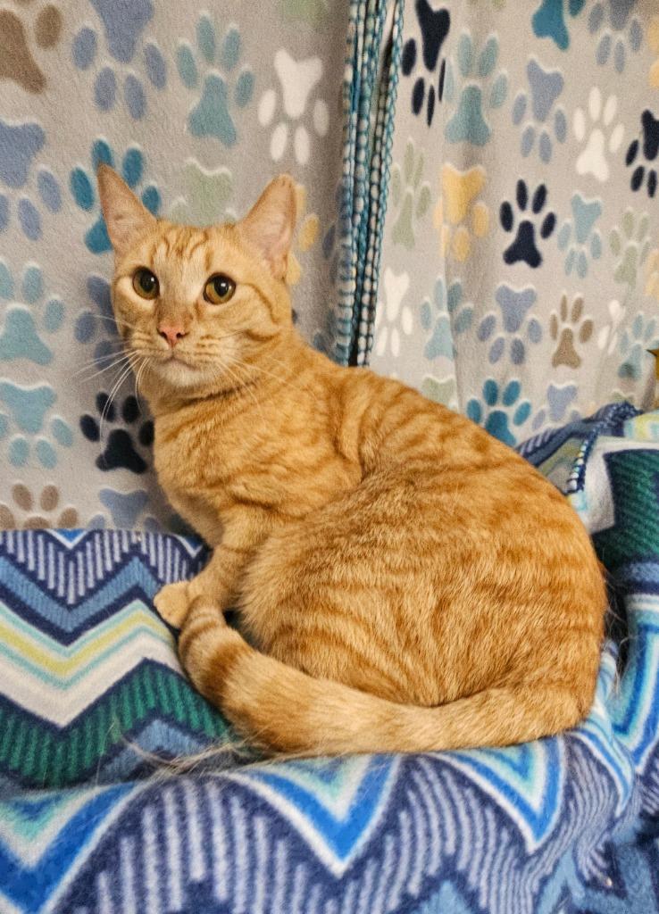 Enlarge Coral, a Adoptable mixed breed in Wabash, IN image 2/2