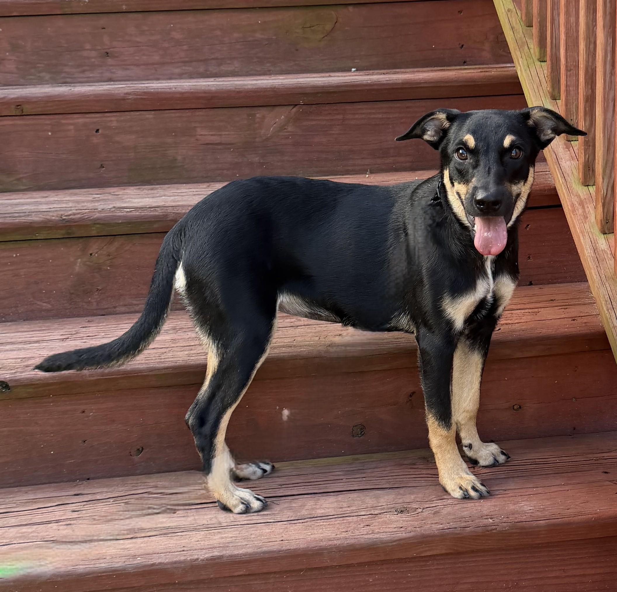 Enlarge Hermione, a Adoptable mixed breed in Slidell, LA image 3/4