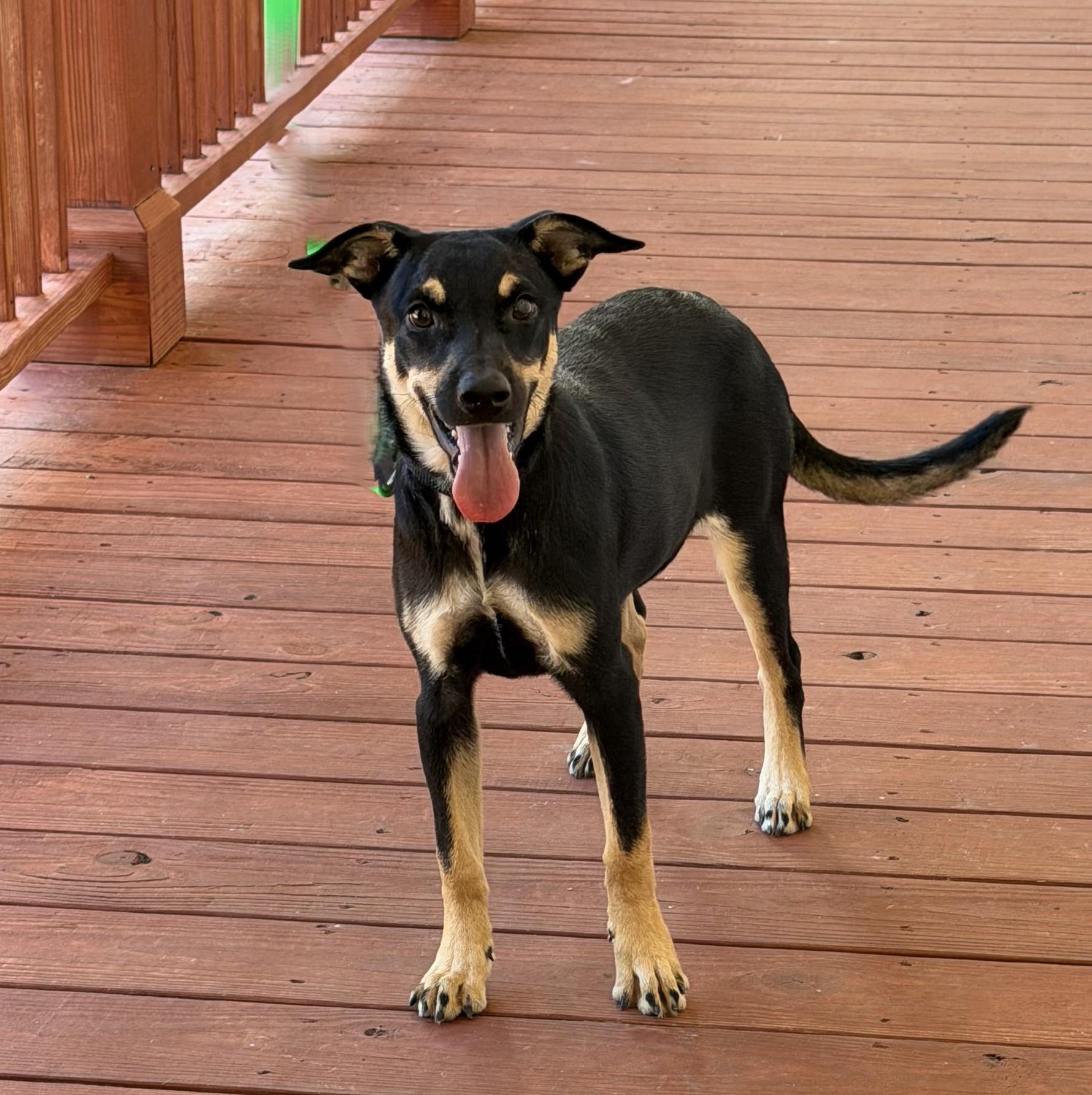 Hermione, Adoptable, Puppy Female Manchester Terrier.