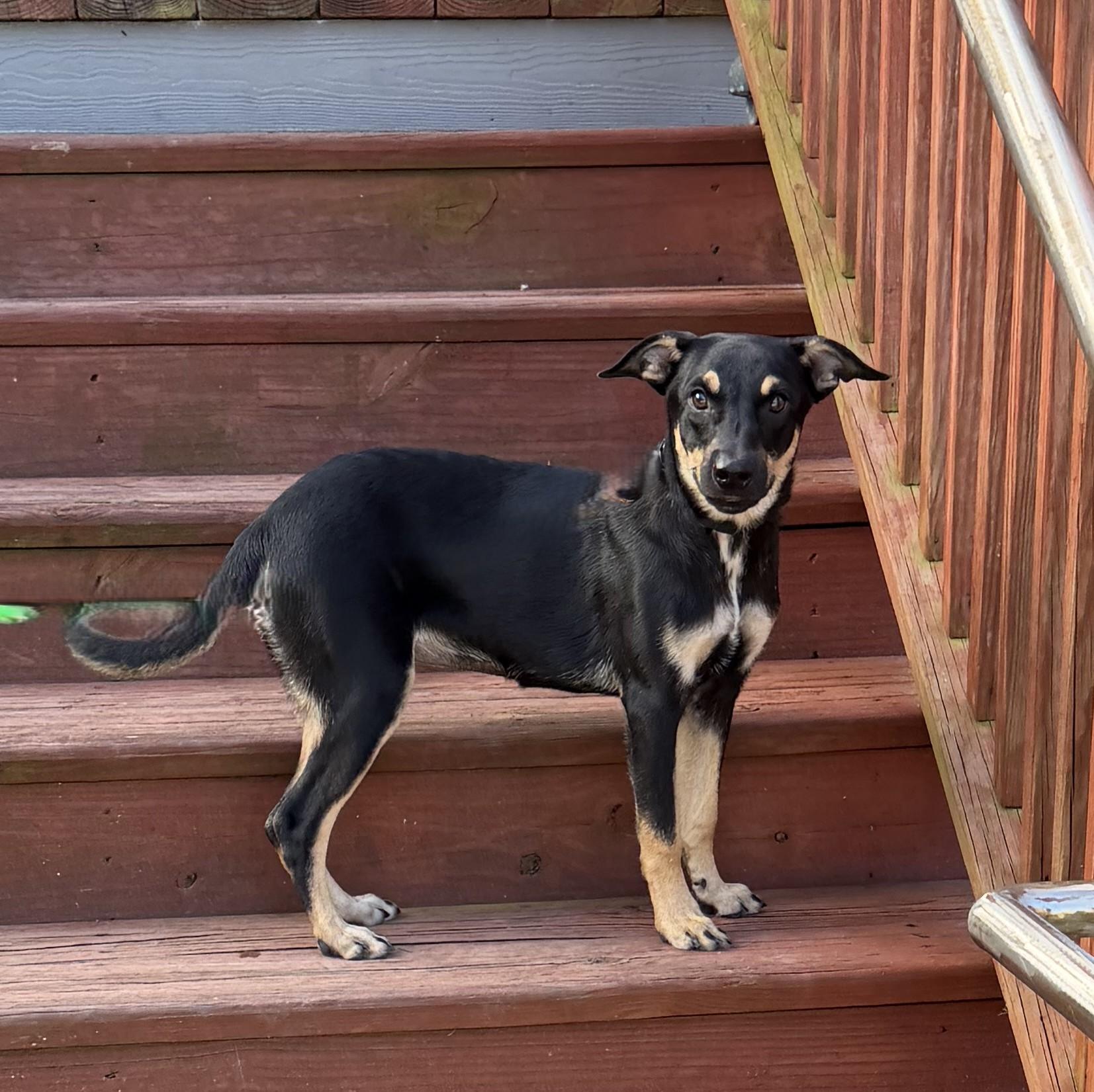 Enlarge Hermione, a Adoptable mixed breed in Slidell, LA image 2/4