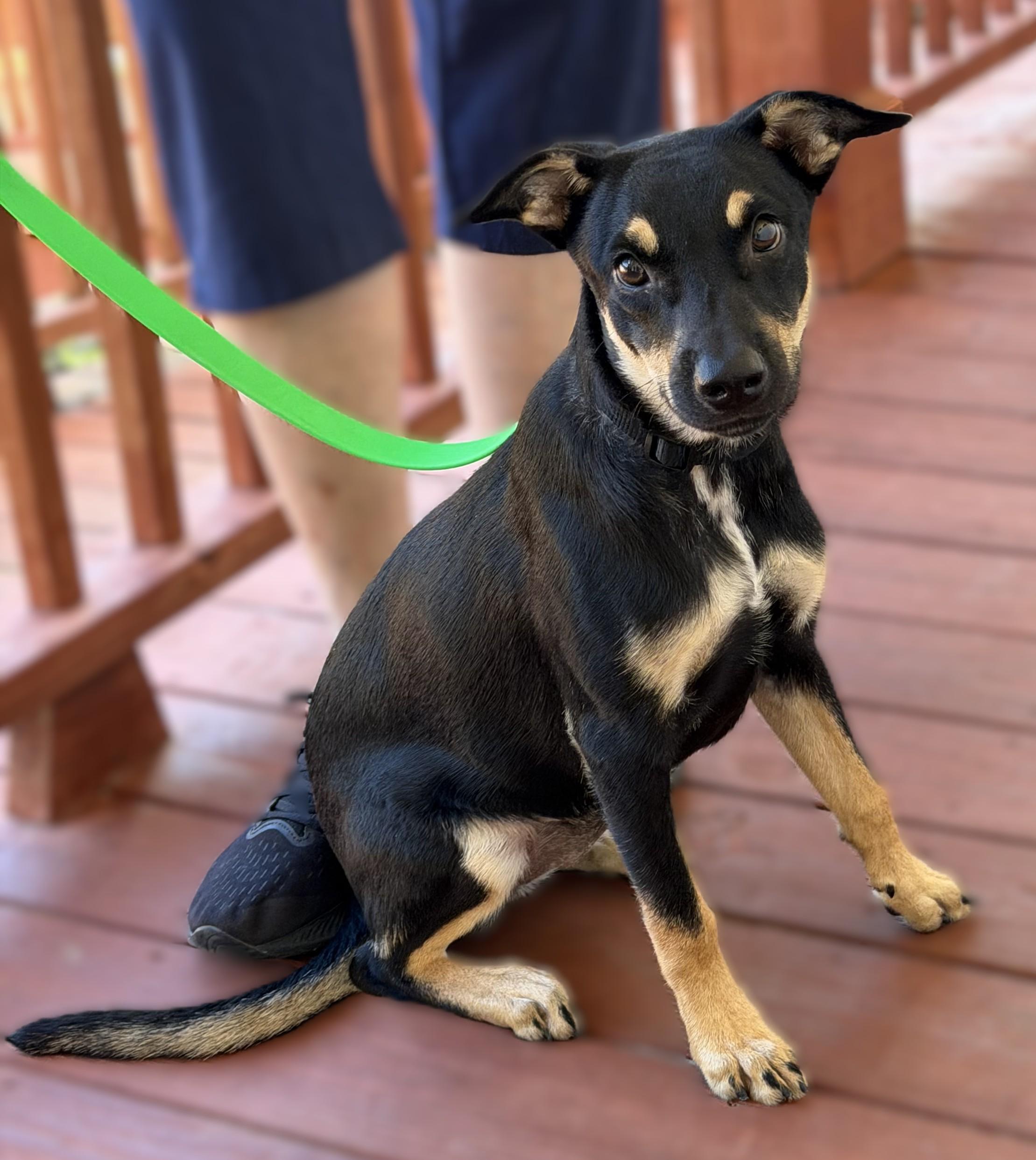 Enlarge Hermione, a Adoptable mixed breed in Slidell, LA image 4/4