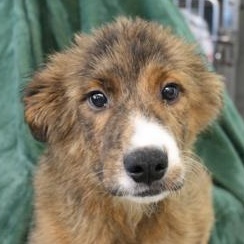 Enlarge Tonto, an adopted mixed breed in Flagstaff, AZ image 1/1