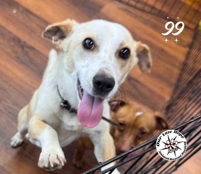 99, Adoptable, Young Male Corgi & Rat Terrier.