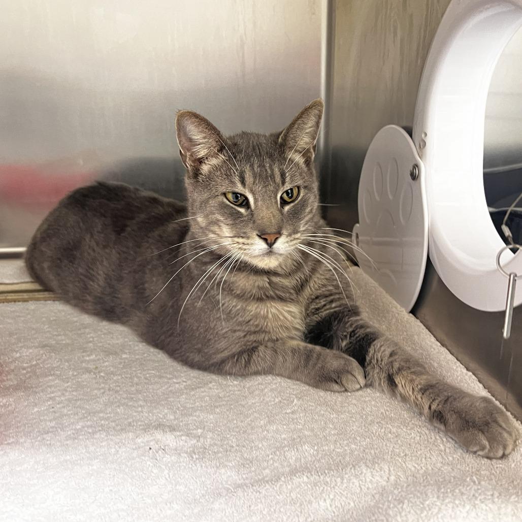 Little Man, a Adoptable Domestic Short Hair in Warrensburg, MO image 1/3