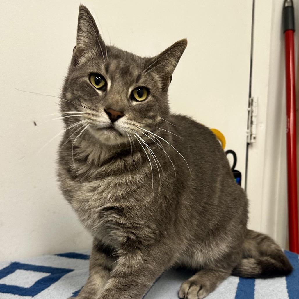 Little Man, a Adoptable Domestic Short Hair in Warrensburg, MO image 2/3