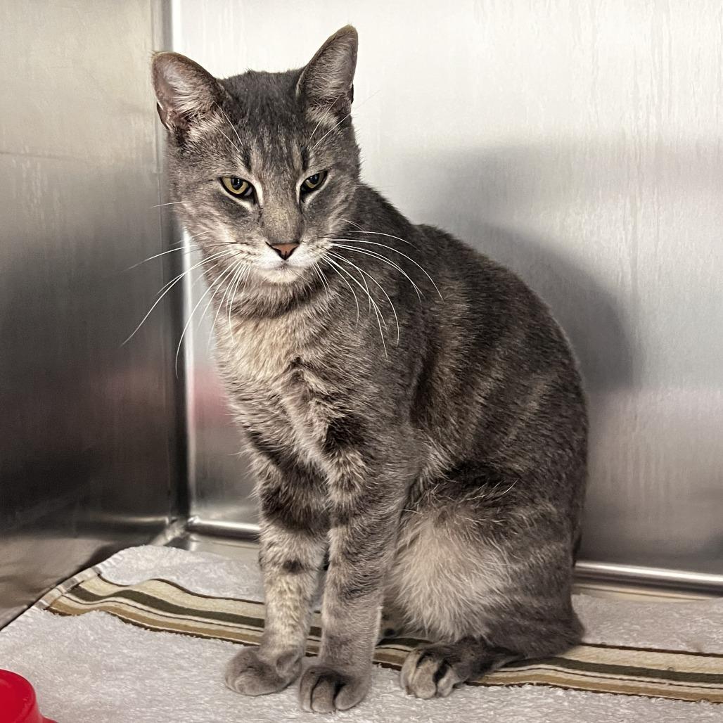 Little Man, a Adoptable Domestic Short Hair in Warrensburg, MO image 3/3