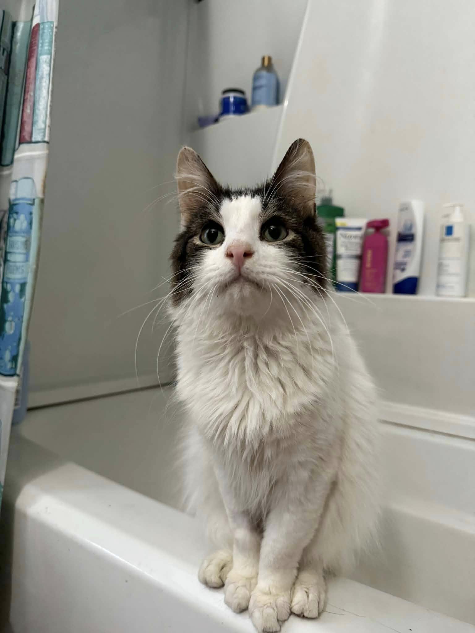 Otto, adopted, Senior Male Domestic Long Hair.