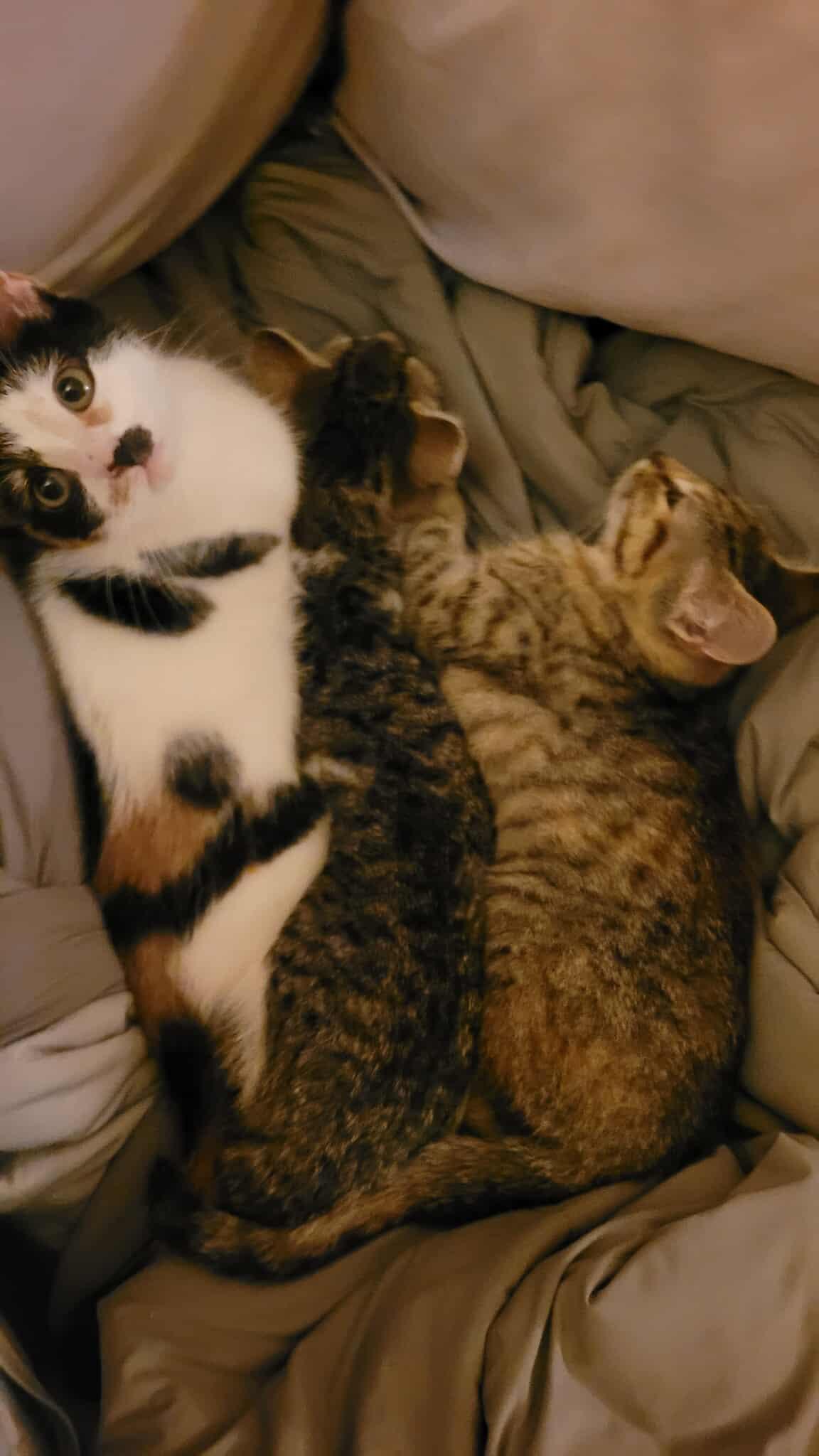 Lainie, a Adoptable Domestic Short Hair in Sicklerville , NJ image 1/2