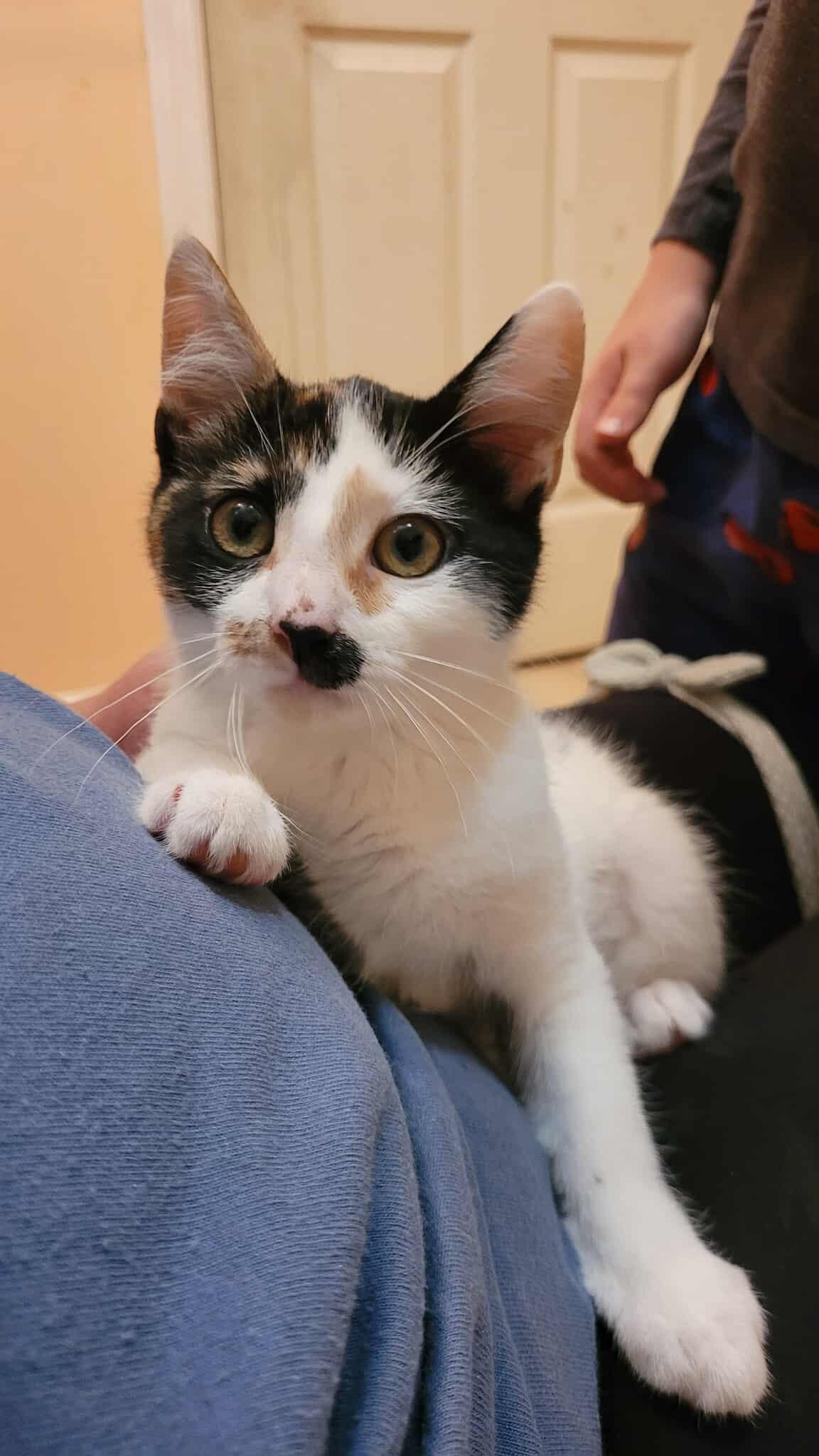 Lainie, a Adoptable Domestic Short Hair in Sicklerville , NJ image 2/2