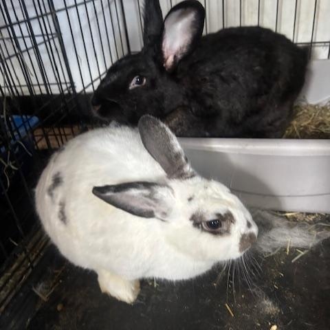 Smokey and Bandit, Adoptable, Adult Male Bunny Rabbit.