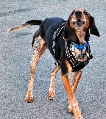 Enlarge Expedition Scout (CA), a ADOPTABLE English Coonhound in Leawood, KS image 5/6