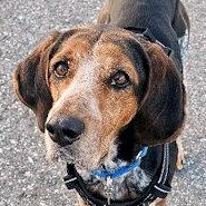 Expedition Scout (CA), ADOPTABLE, Young Male English Coonhound.