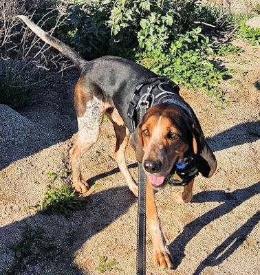 Enlarge Expedition Scout (CA), a ADOPTABLE English Coonhound in Leawood, KS image 4/6