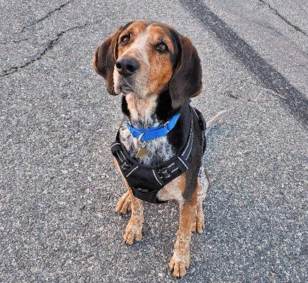 Enlarge Expedition Scout (CA), a ADOPTABLE English Coonhound in Leawood, KS image 6/6