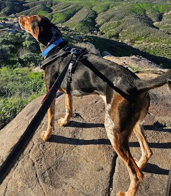 Enlarge Expedition Scout (CA), a ADOPTABLE English Coonhound in Leawood, KS image 2/6