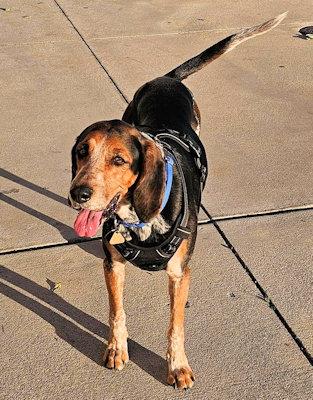 Enlarge Expedition Scout (CA), a ADOPTABLE English Coonhound in Leawood, KS image 3/6