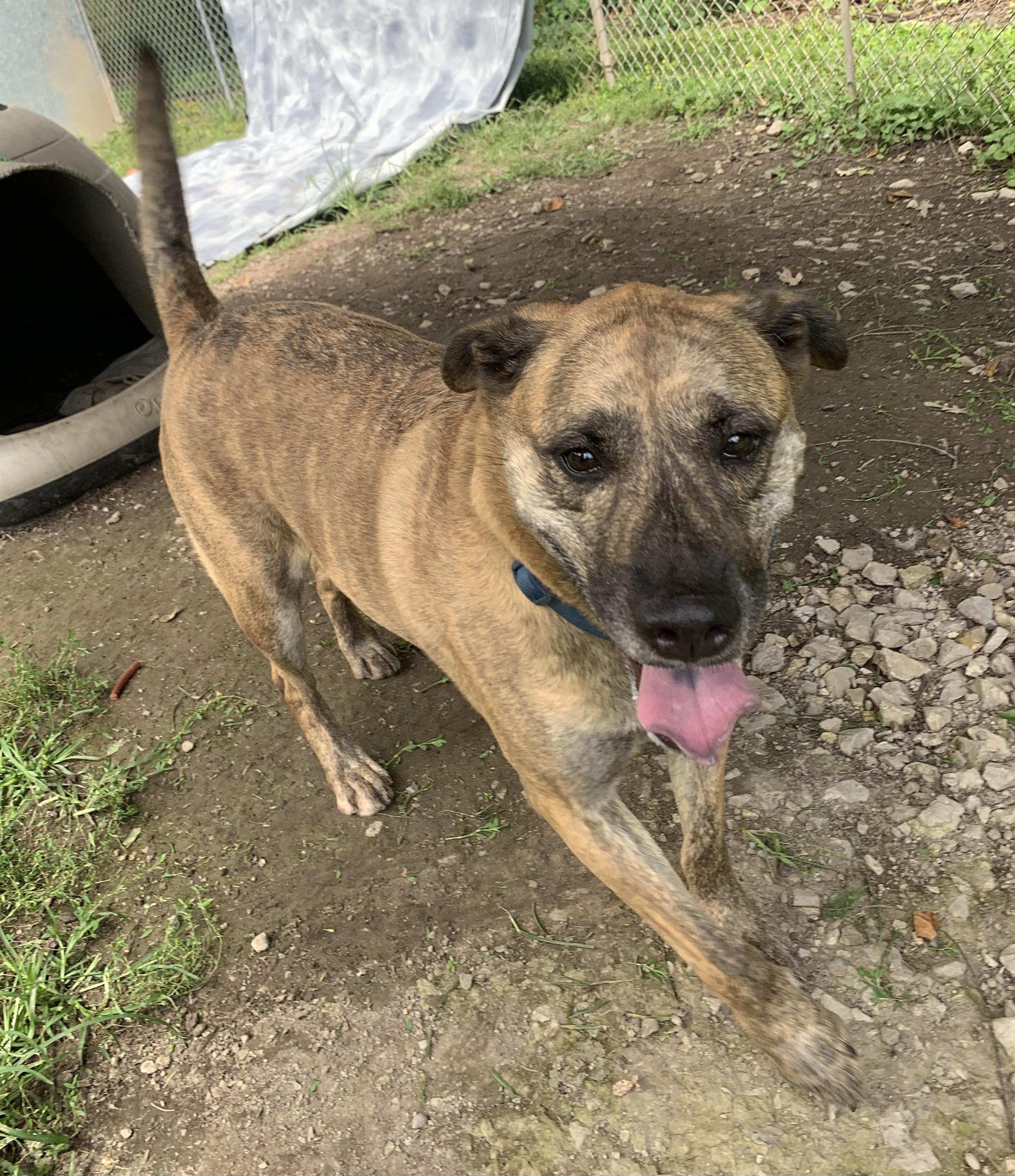 Enlarge Henry aKA Phantom, a Adoptable mixed breed in Saint Clairsville, OH image 2/4