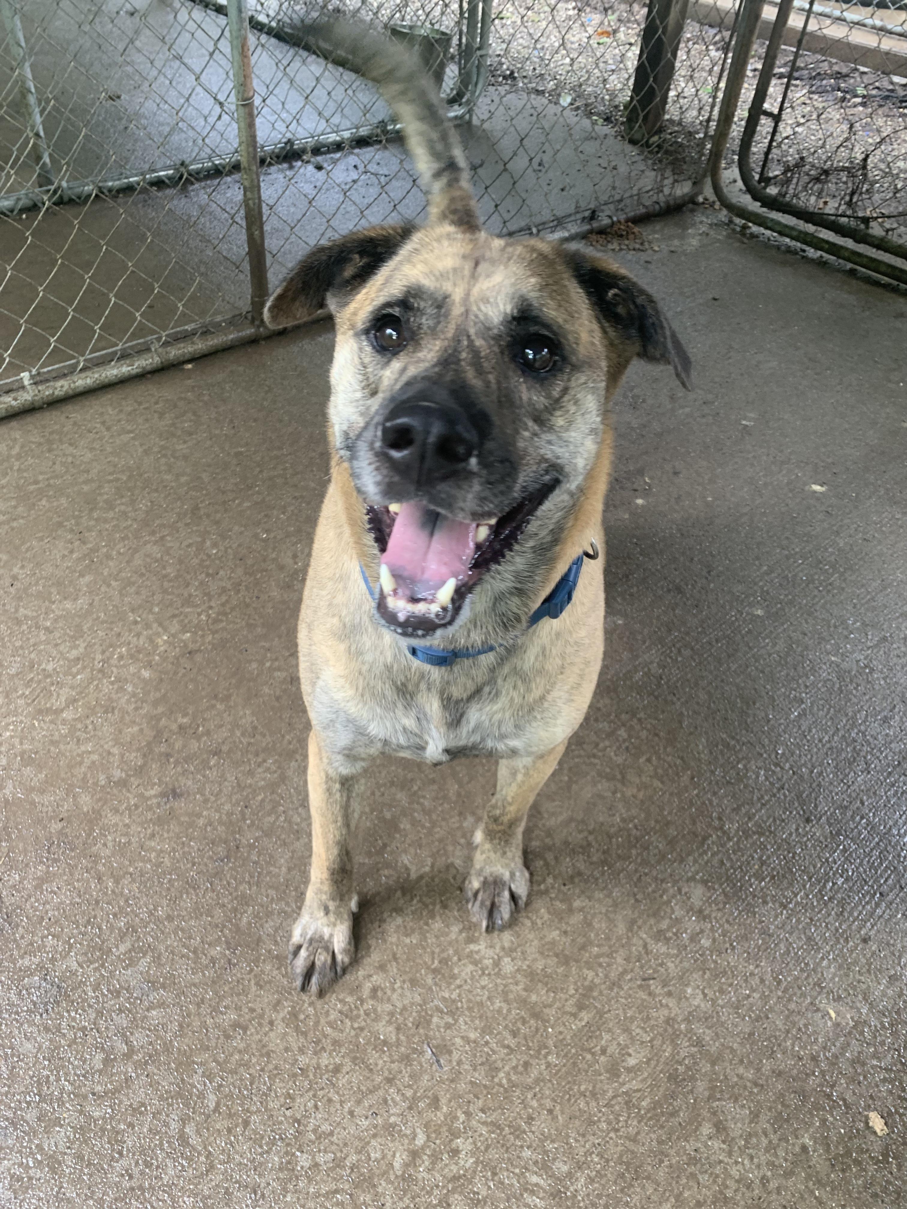 Henry aKA Phantom, Adoptable, Adult Male Whippet & Boxer.