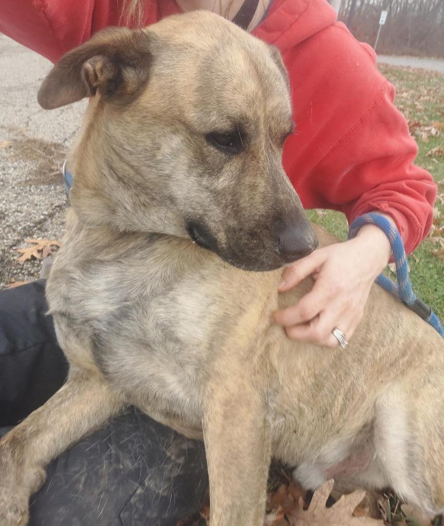 Enlarge Henry aKA Phantom, a Adoptable mixed breed in Saint Clairsville, OH image 4/4