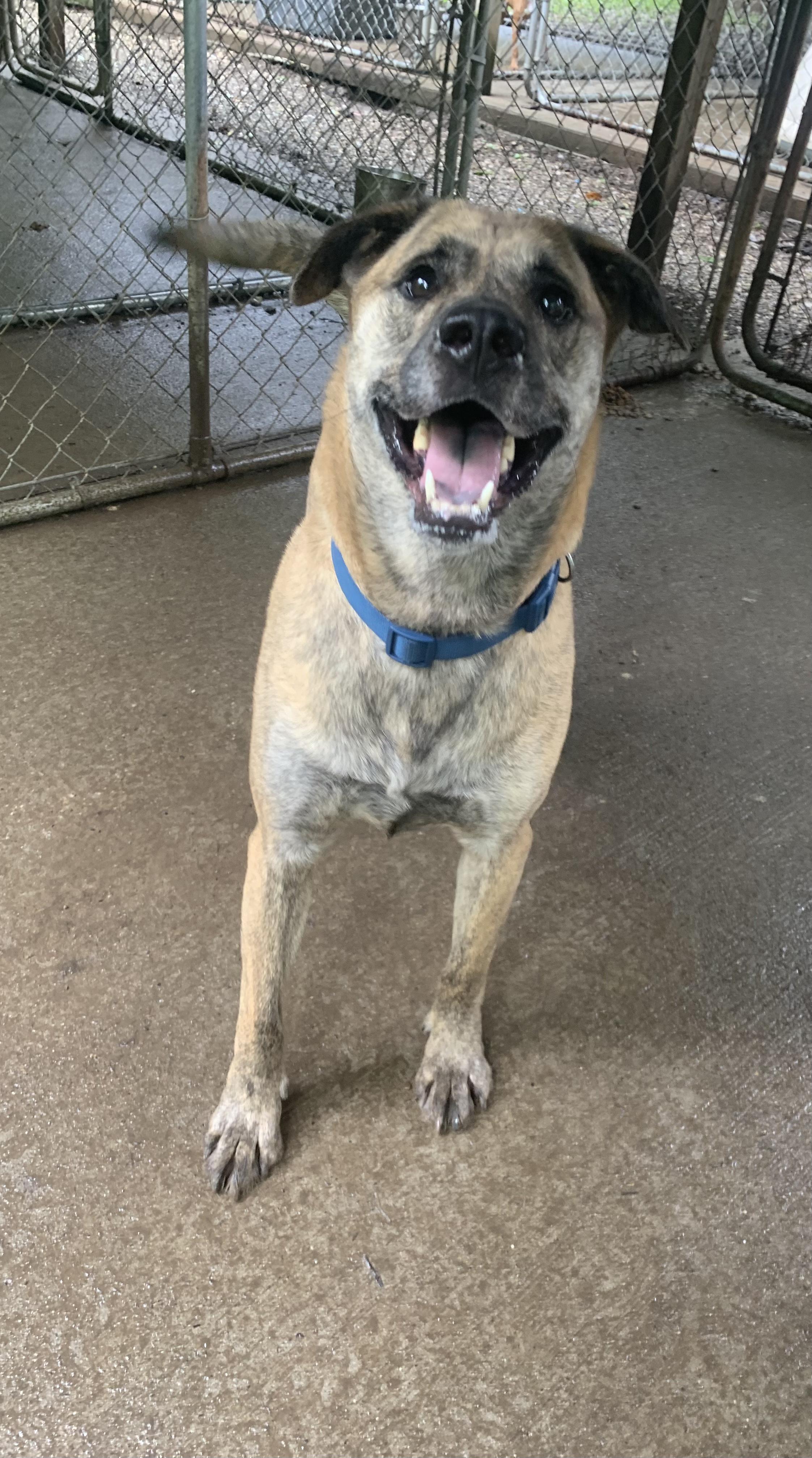 Enlarge Henry aKA Phantom, a Adoptable mixed breed in Saint Clairsville, OH image 3/4