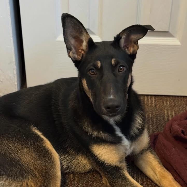 Bonnie Bleu, Adoptable, Puppy Female German Shepherd Dog.