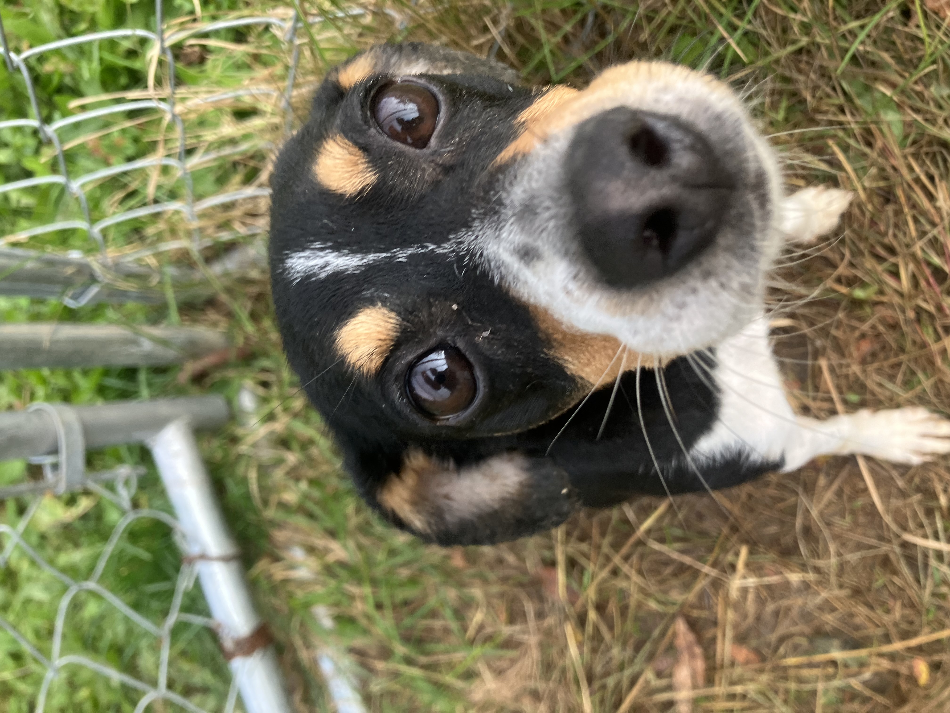 Dog for adoption Candy Corn, a Rat Terrier Mix in Binghamton, NY