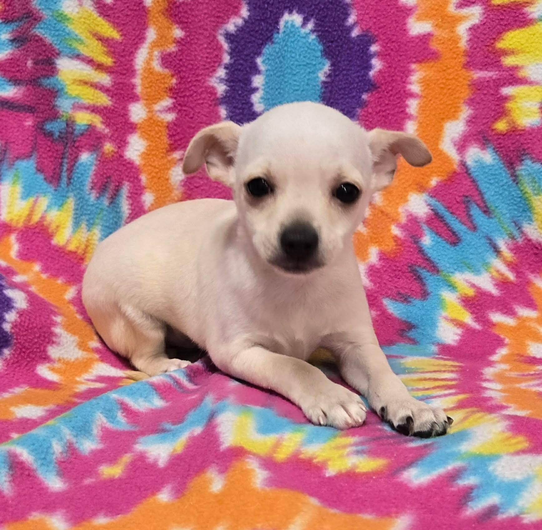 Grasshopper "Pie", adopted, Puppy Male Chihuahua.