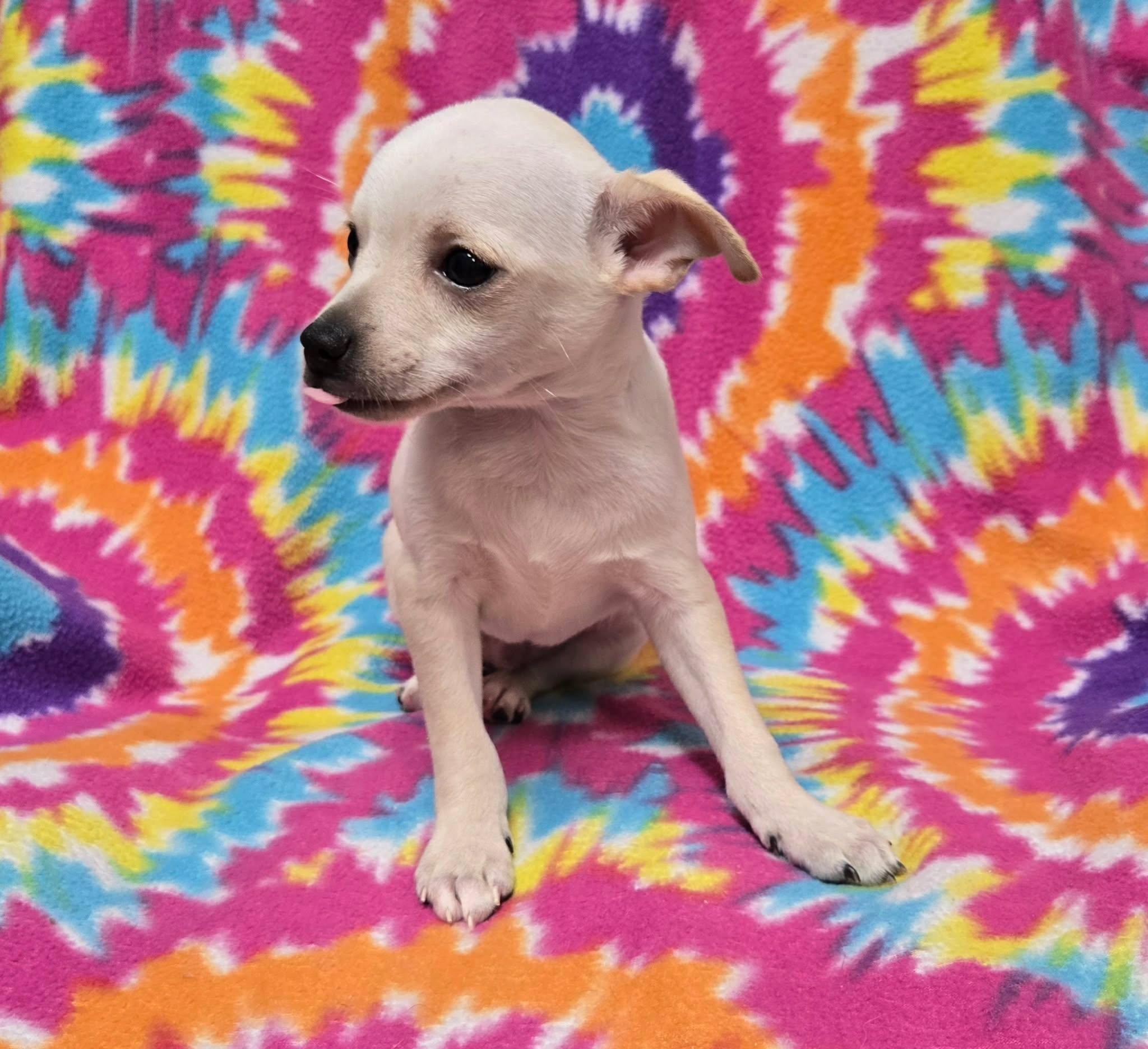 Grasshopper "Pie", an adopted Chihuahua in Anderson, SC image 5/5